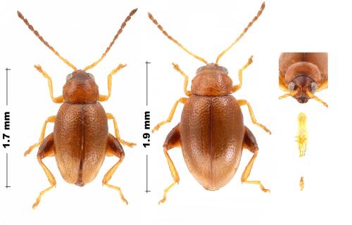 Longitarsus luridus